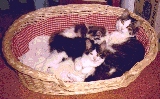 Cats