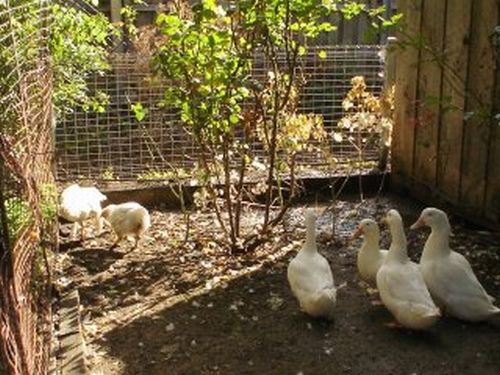 Ducks