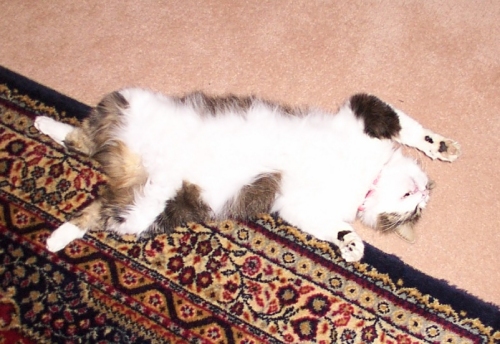 Ramsay on his back