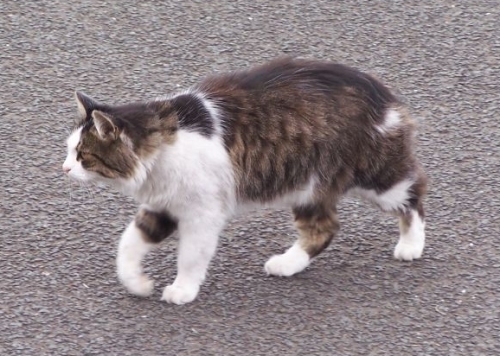 Ramsay crossing the road