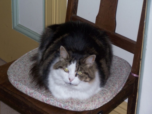 Ramsay on a chair