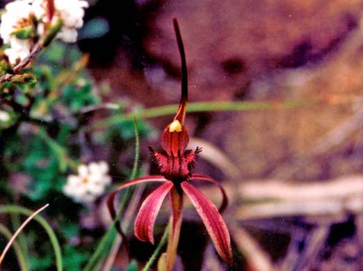 Tailed Spider Orchid